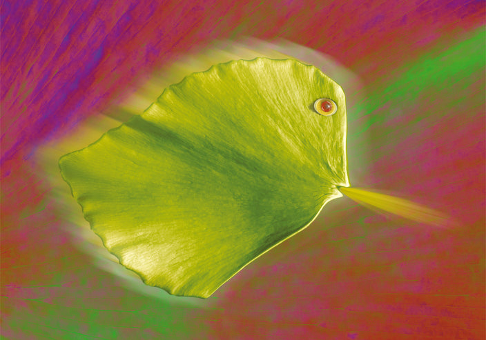 Ulrich Hohloch - Anifloras 08-012