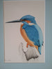 Roswitha Pulz - Eisvogel Poster Kunstdruck - Roswitha Pulz, Runkel, Deutschland Wandbild