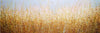 Jennifer Tautges - Goldene Stunden Poster Kunstdruck - Jennifer Tautges, Köln, Deutschland Wandbild