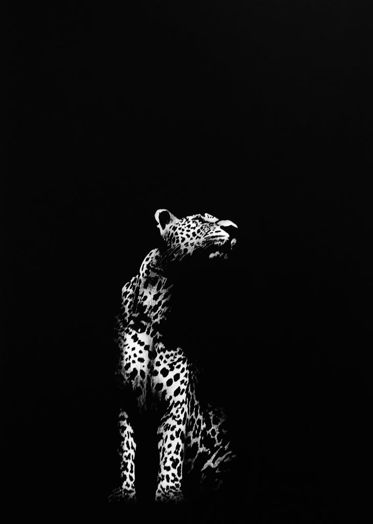 Sonia Riera-Apel - Jaguar