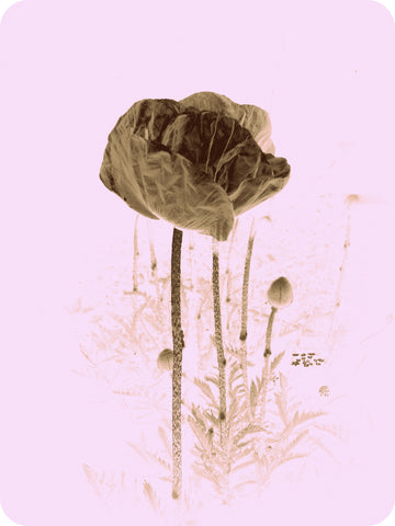 Marita Stirnat - Mohn