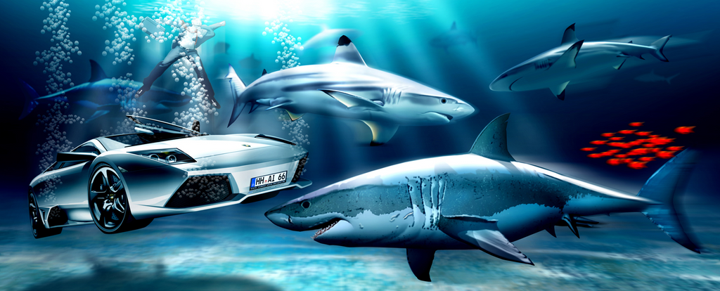 Rolf Schepp - Among sharks