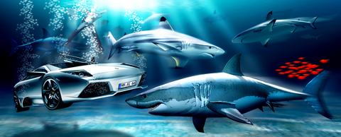 Rolf Schepp - Among sharks