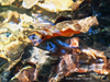 Andrea Kasper - Mrs. Kasper's morning light slumber