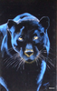 Maria Abt - Panther Poster Kunstdruck - Maria Abt, Bad Wörishofen, Deutschland Wandbild