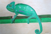 Roswitha Pulz - Green Chameleon