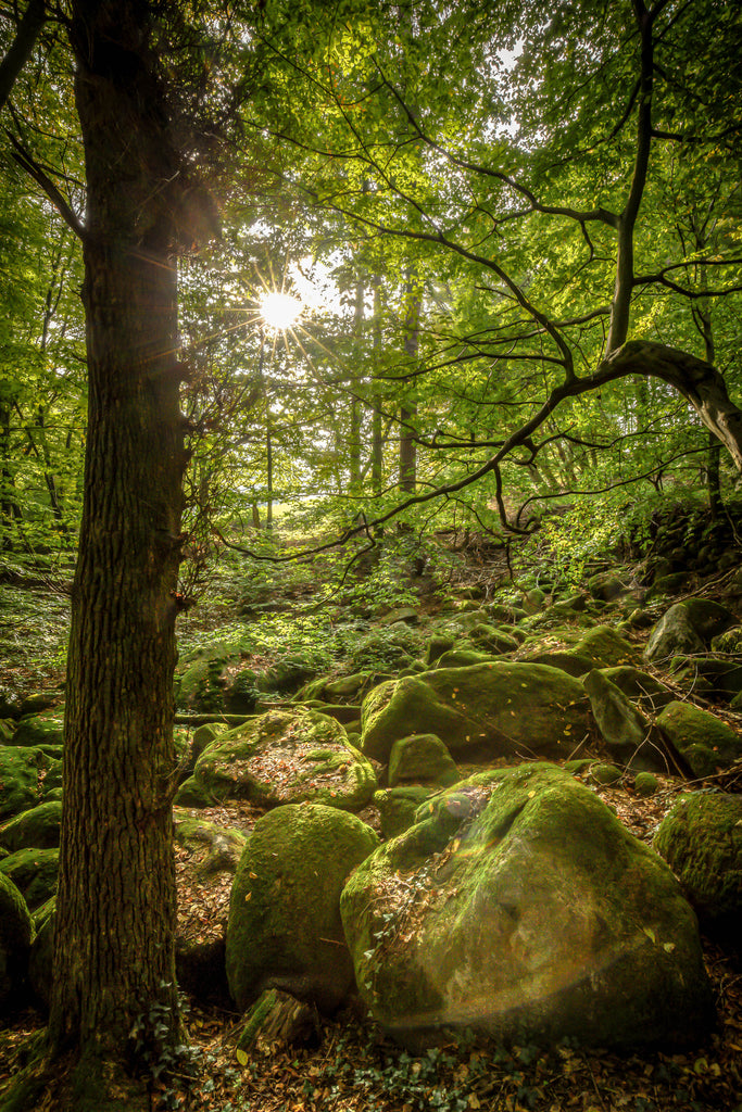 Sascha Haas - Idylle im Odenwald
