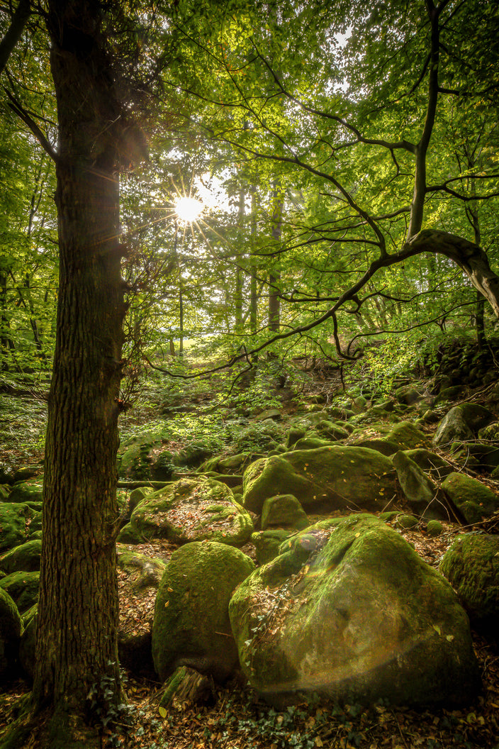 Sascha Haas - Idylle im Odenwald