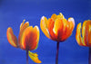 Renate Dohr - Feuertulpen Poster Kunstdruck - Renate Dohr, Radolfzell, Deutschland Wandbild