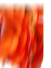Guido Hartmann - Flammenblüte Poster Kunstdruck - Guido Hartmann, Bad Driburg, Deutschland Wandbild
