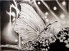 Corinna Maria Stimpfig - Butterfly Poster Kunstdruck - Corinna Maria Stimpfig, Schwäbisch Hall, Deutschland Wandbild