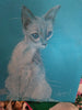 Emely Nakapagorn - SIAM Katze
