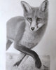 Renate Mosimann - Fuchs