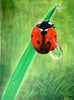 Li Zhou - Ladybird Poster Kunstdruck - Li Zhou, Spreitenbach, Schweiz Wandbild