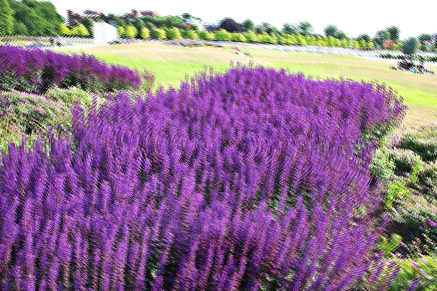 Birgit von Wolff - Lavendel II