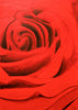 Li Zhou - Rose Poster Kunstdruck - Li Zhou, Spreitenbach, Schweiz Wandbild