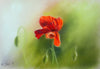Renate Dohr - Mohnblumen Poster Kunstdruck - Renate Dohr, Radolfzell, Deutschland Wandbild