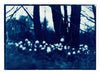 Marcel Garon - Magic mushrooms Poster Kunstdruck - Marcel Garon, Dresden, Deutschland Wandbild