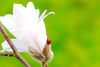 Toni Ungethüm - Innocence of Spring 1 Poster Kunstdruck - Toni Ungethüm, Kaiserslautern, Deutschland Wandbild