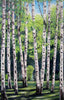 Regina Münch - Parklandschaft mit Birken Poster Kunstdruck - Regina Münch, Aachen, Deutschland Wandbild