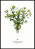 Matthias Rommel - Aesculus hippocastanum Poster Kunstdruck - Matthias Rommel, Erfurt, Deutschland Wandbild