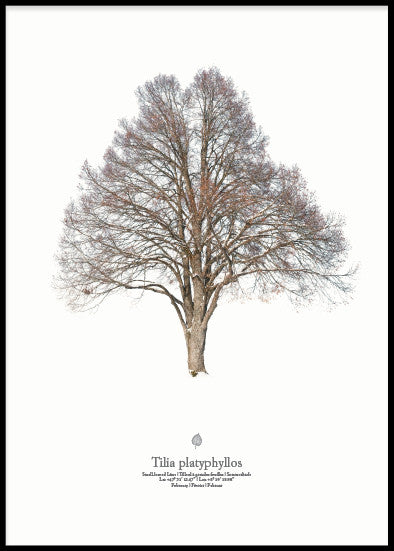 Matthias Rommel - Tilia platyphyllus Poster Kunstdruck - Matthias Rommel, Erfurt, Deutschland Wandbild