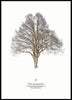 Matthias Rommel - Tilia platyphyllus Poster Kunstdruck - Matthias Rommel, Erfurt, Deutschland Wandbild