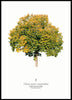 Matthias Rommel - Ulmus minor Poster Kunstdruck - Matthias Rommel, Erfurt, Deutschland Wandbild