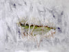 Anita Reinhard - Oase Poster Kunstdruck - Anita Reinhard, Worms, Deutschland Wandbild