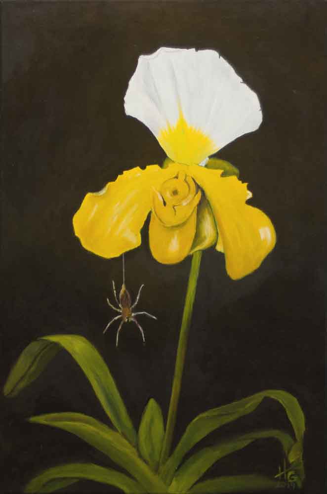 Hannes Guggenbühl - Die Spinne und die Orchidee Paphiopedilum