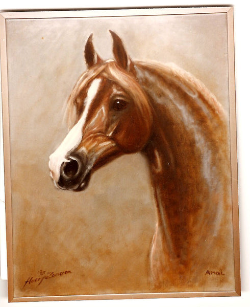 Bernardo G - Pferd