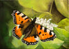 Hannes Guggenbühl - Schmetterling im Garten 