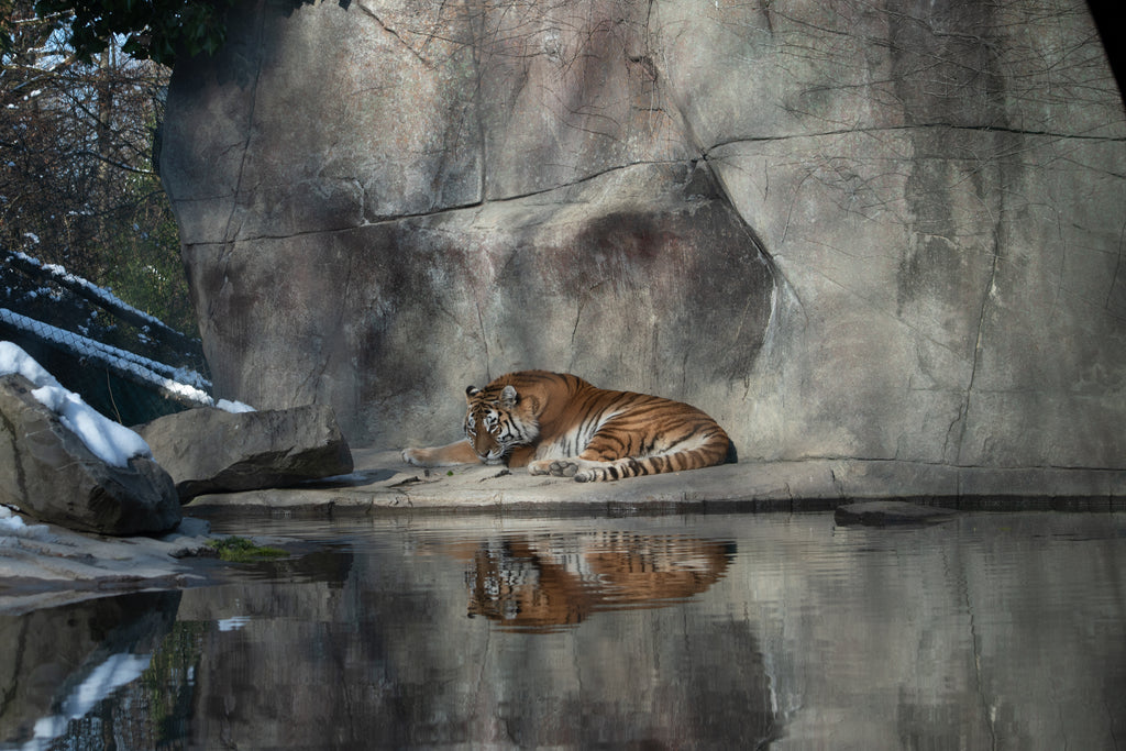 Saskia Helg - Tiger am Wasser