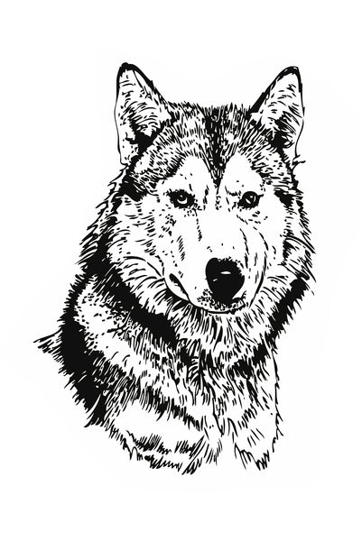 Wolf Poster Kunstdruck - Illustration, KUNST-ONLINE Wandbild